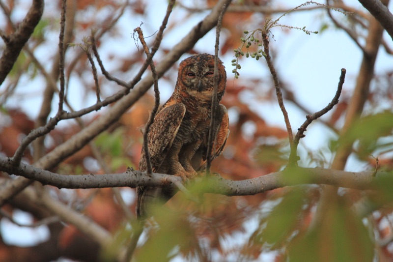 Brown fish owl