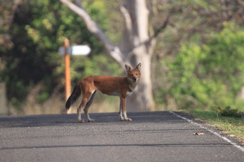 Dhole