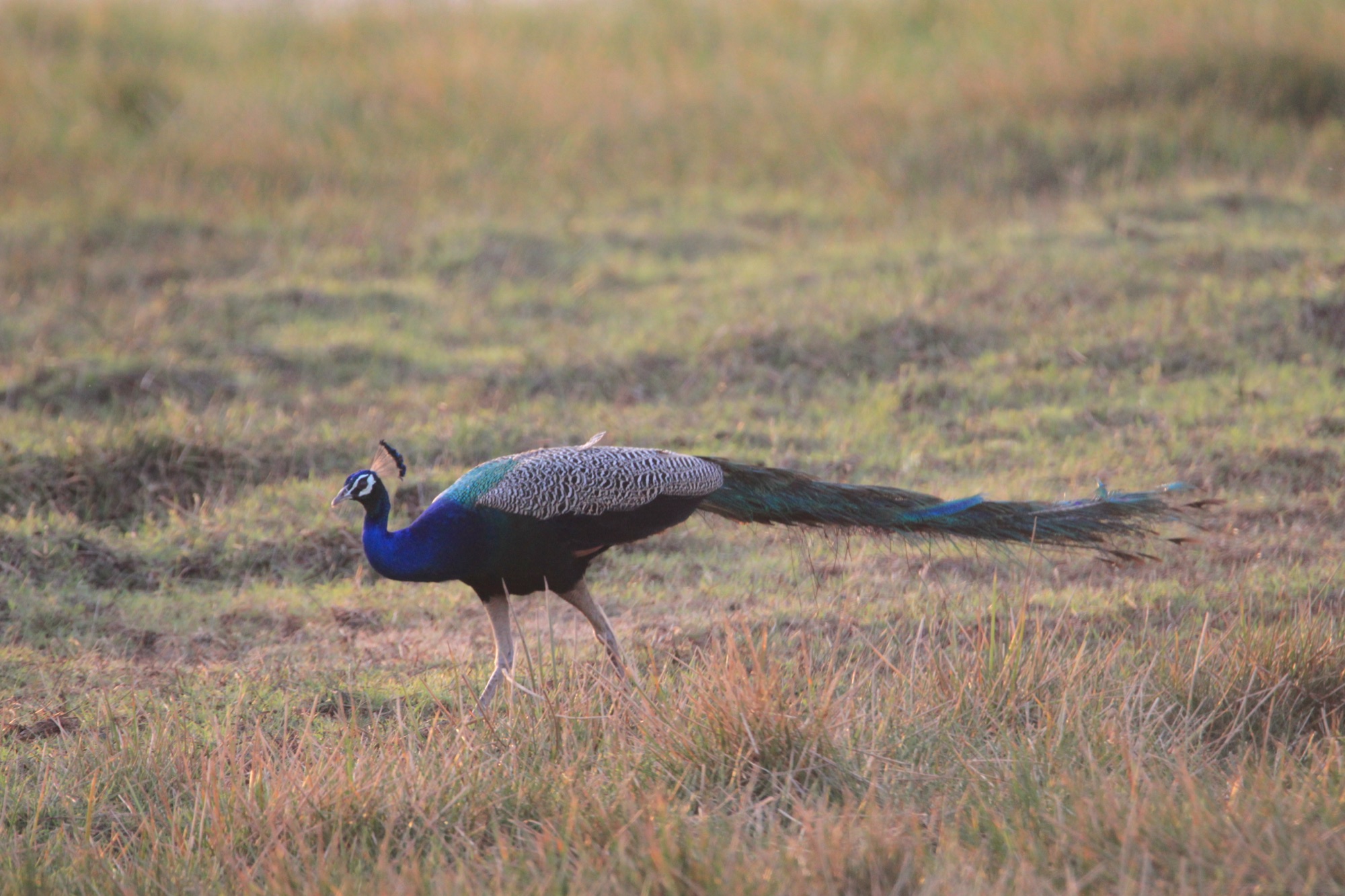 Indian peafowl