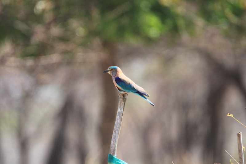 Indian roller