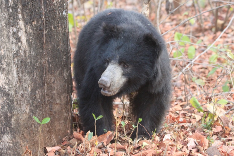 Sloth bear