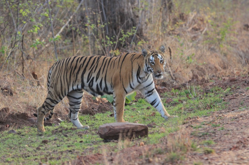Bengal tiger