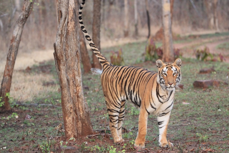 Bengal tiger