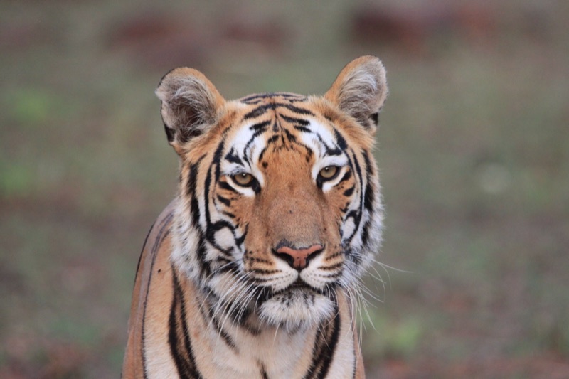 Bengal tiger