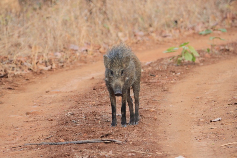 Wild boar